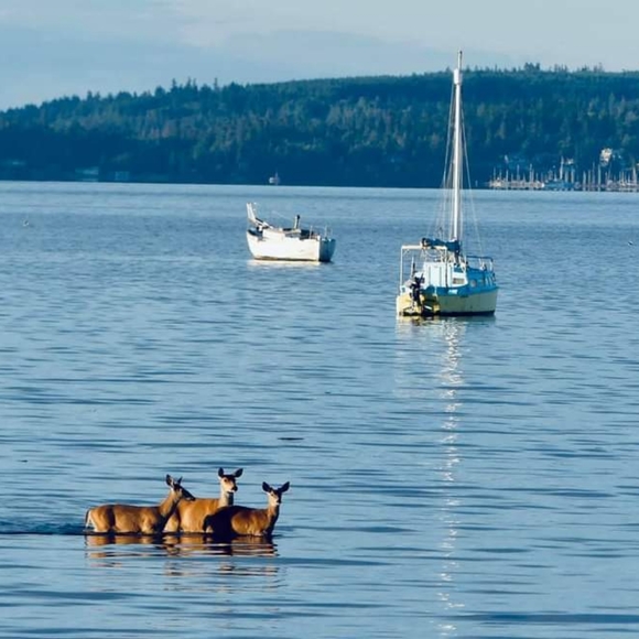 Meet your Posher,💐CC - Picture 2 of 2